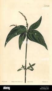 Image result for Spigelia anthelmia