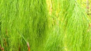 Image result for Restionaceae