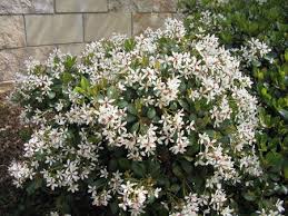 Indian Hawthorne Bushe Indian Weissdornbaum Not Thorny Rhaphiolepis Indica In German Japanische Weissdolde Outside Plants Backyard Plants Landscaping Shrubs