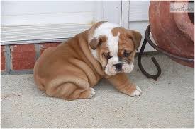With a sweet and gentle demeanor, there isn't a mean bone in this breed's body. Bulldog Puppies For Sale Near Me