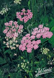 Image result for Pimpinella ledermannii