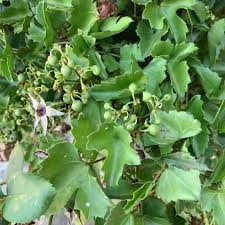 Image result for Cissus faucicola