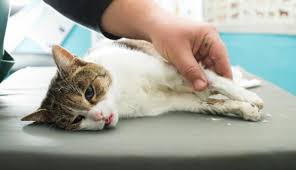 This behavior can be prevented by feeding your pet these are the less concerning reasons for a cat to throw up. What To Do If Your Cat Vomits