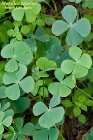 Image result for Marsilea subterranea