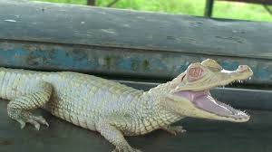 We have ultra rare captive bred cuvier's dwarf caimans for sale at the lowest online prices. Caiman Wallpapers Animal Hq Caiman Pictures 4k Wallpapers 2019