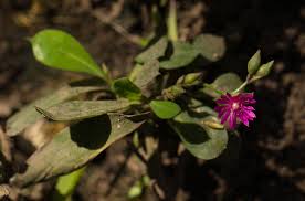 Image result for Corbichonia decumbens
