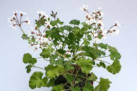 Three main genus within the geraniaceae family are geranium, pelargonium and erodium. Kakteen Haage Pelargonium Fragrans Hybride Online Kaufen
