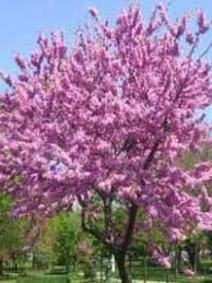 Jetzt Cercis Canadensis Amerikanischer Judasbaum Kanadischer Judasbaum Gunstig Kaufen Bis Zu 20 Prozent Rabatt Top Baumsc Judasbaum Pflanzen Kleine Baume