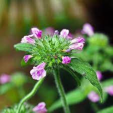 Image result for Clinopodium