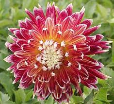 Top 10 Most Beautiful Flowers That Grow Well In Poor Soil Dahlia Flower Flower Seeds Beautiful Flowers