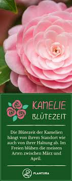 Kamelie Tipps Zum Pflanzen Pflegen Uberwintern Pflanzen Orchideen Zierpflanzen