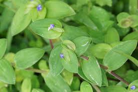 Image result for Cyanotis