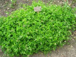 Image result for Trifolium wentzelianum