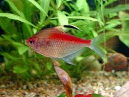 It grows to the size of 64mm and lives for around five years. Bleeding Heart Tetra Wikipedia