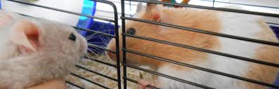This page will focus on varieties of syrian hamster, that is, the various colours, patterns and coat types. Genders Breeds Coats Hammy And Em