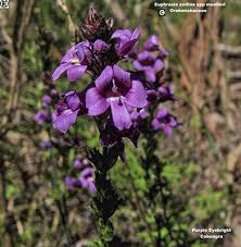 Image result for Xylopia collina