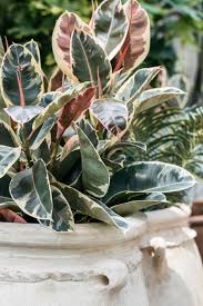 Image result for Ficus elastica