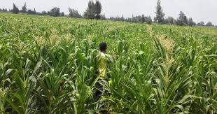 الزراعة 12إجراء لحماية الزراعات من الصقيع والعاصفة الترابية تعرف عليها اليوم السابع