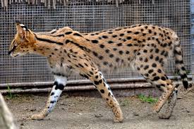 Savannah Cat Kucing Termahal Di Dunia Savannah Cat Cat Breeds Savannah Cat Breeders