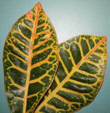 Image result for Croton kilwae