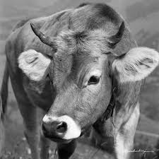 We did not find results for: 180 Allgau Ideen Allgau Kuhe Kuhe Und Kalber