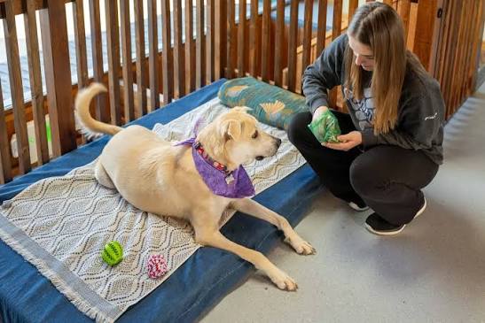 What is Fear Free? | Veterinarian in Caldwell, ID | Cleveland Pet Hospital  & Health Center