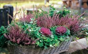 Heide Pfiffige Deko Ideen Fur Den Herbst Pflanzen Bepflanzung Und Garten Pflanzen
