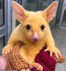 Meet The Rare Golden Brushtail Possum That Looks Like A Real Life Version Of The Pokemon Character Daily Mail Online Search for possum in these categories. meet the rare golden brushtail possum