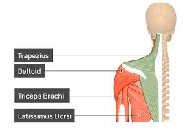The trapezius is a large paired surface muscle that extends longitudinally from the occipital bone to the lower thoracic vertebrae of the spine and laterally to the spine of the scapula. Trapezius Muscle