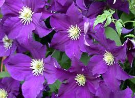 We did not find results for: Clematis Care And Growing Tips