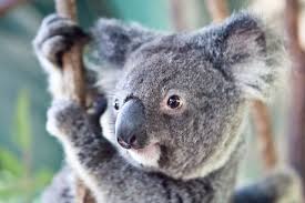 Koala Park Sanctuary Sydney Australia Koala Koala Bear Australian Animals