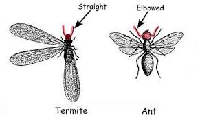 A Guide To House Invading Ants And Their Control Nc State