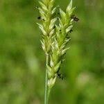 Image result for Sacciolepis indica