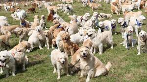 Check spelling or type a new query. Mass Gathering Of Golden Retrievers In Highlands Bbc News