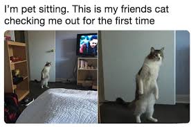 My cat, shot z, will settle on my lap, purr and start to go to sleep. Cats Who Acted Suspiciously Human