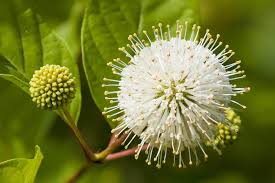 Image result for Cephalanthus