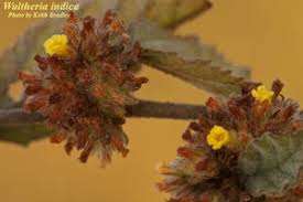 Image result for Waltheria