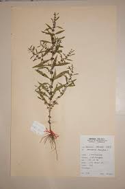 Image result for Ammannia baccifera