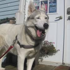 Check spelling or type a new query. Natural Pet Food Thebest4urpet Twitter