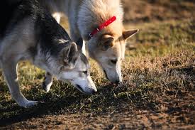 7 Nosework Games For Dogs Stimulate Your Dog Through Scentwork