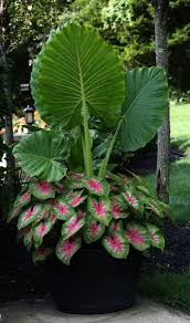 Door Flower Front Good Impression Page Strawberry Garden Enfield Door Flower Front Good Impression P Container Gardening Plants Landscaping Plants