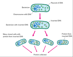 The transgene may either be a different version of one of the organism's genes or a gene that does not exist in their genome. Outline The Processes Used To Produce Your Named Two Transgenic Species And Include Examples Of This Process And Reasons For Its Use Biologyassementtask2