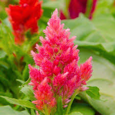 Plumed Castle Celosia Seeds 1000 Seeds Pink Annual Flower Garden Seeds Celosia Plumosa Walmart Com In 2020 Annual Flowers Celosia Flower Wholesale Flowers