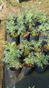 Tak chto idi sosi lydcje putiny ili posmotri film pro chapaeva. Scientific Name Ruta Angustifolia Natural Expert Sdn Bhd ÙÙŠØ³Ø¨ÙˆÙƒ