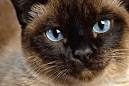 Types of Siamese Cat with Pictures – PoC