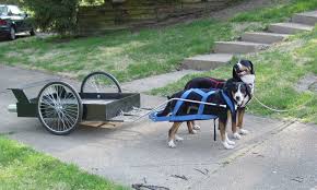 Bernese mountain dogs used to work by pulling carts or such things. Bernese Mountain Dogs Feli City Cub Kennel
