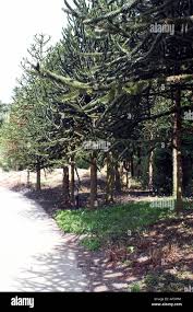 Image result for Araucariaceae