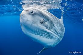 The mola mola—which looks like a prehistoric shark that lost a tail in an epic battle—might be the world's weirdest fish. Get To Know Your Neighbors Mola Wildcoast