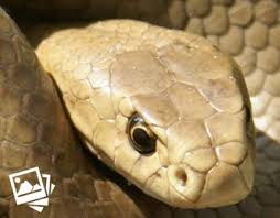 Venomous Australian Snakes By Region Living With Wildlife