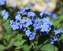 The term violet was originally derived from the latin word viola, which refers to the name of the violet flower. violet, on the other hand, has a wavelength and is a color that sits between blue and ultraviolet. 30 Popular Types Of Blue Violet Flowers For Your Garden A To Z Home Stratosphere